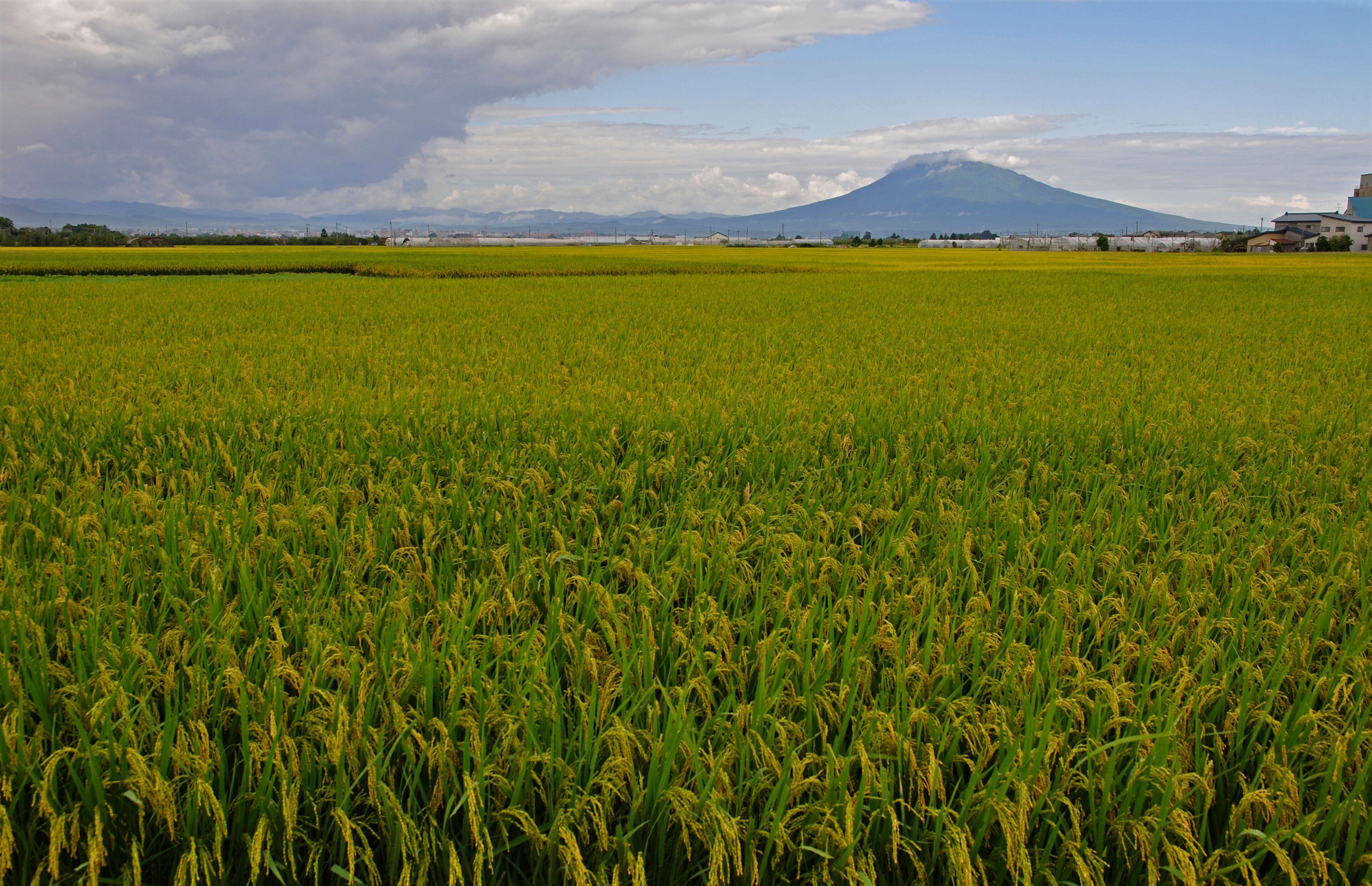 A vast rice field with a mountain in the background.