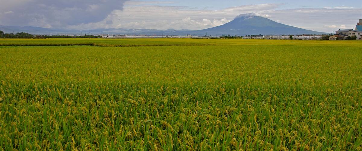 A vast rice field with a mountain in the background.