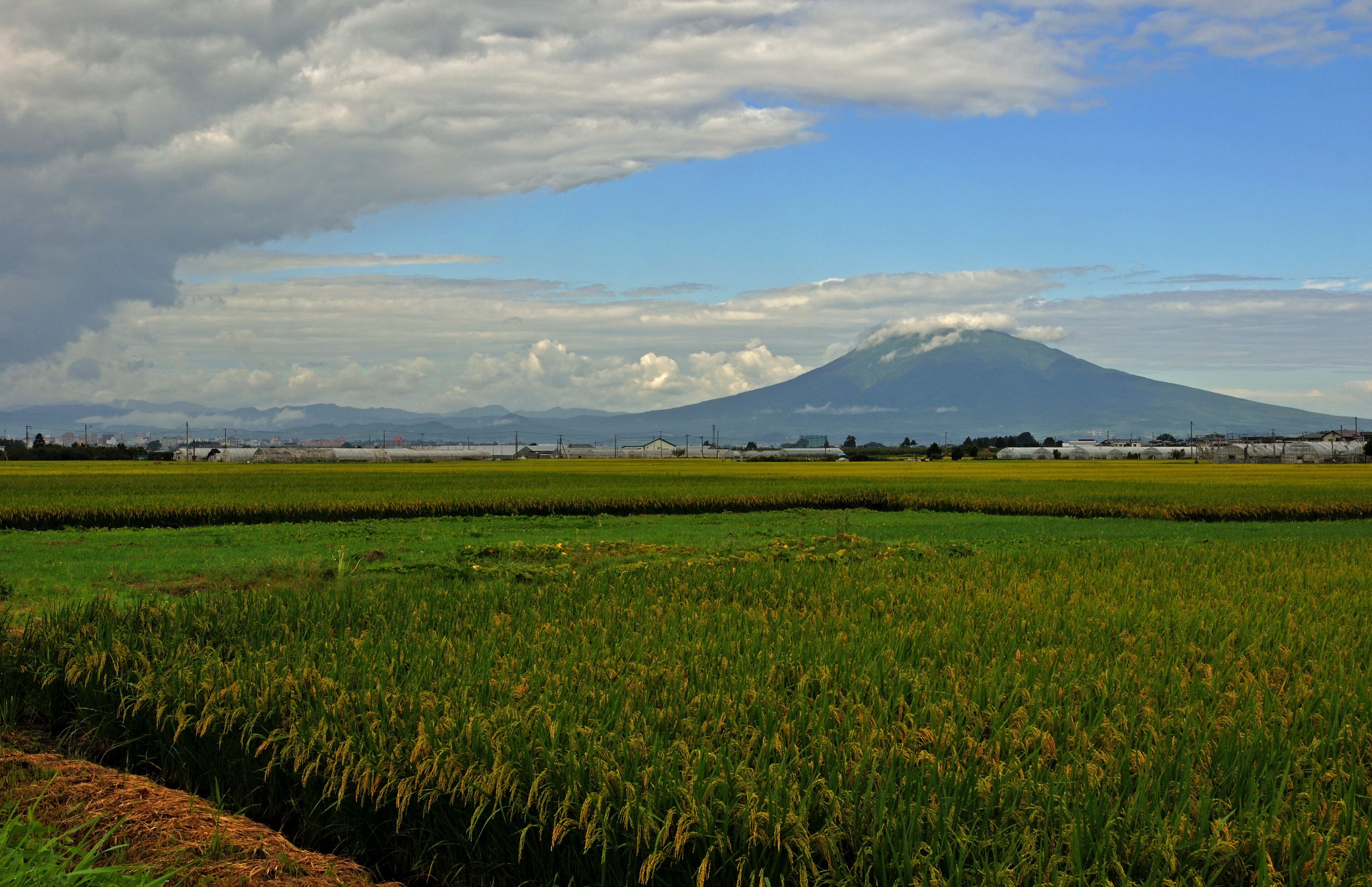 平川散歩・稲穂と岩木山