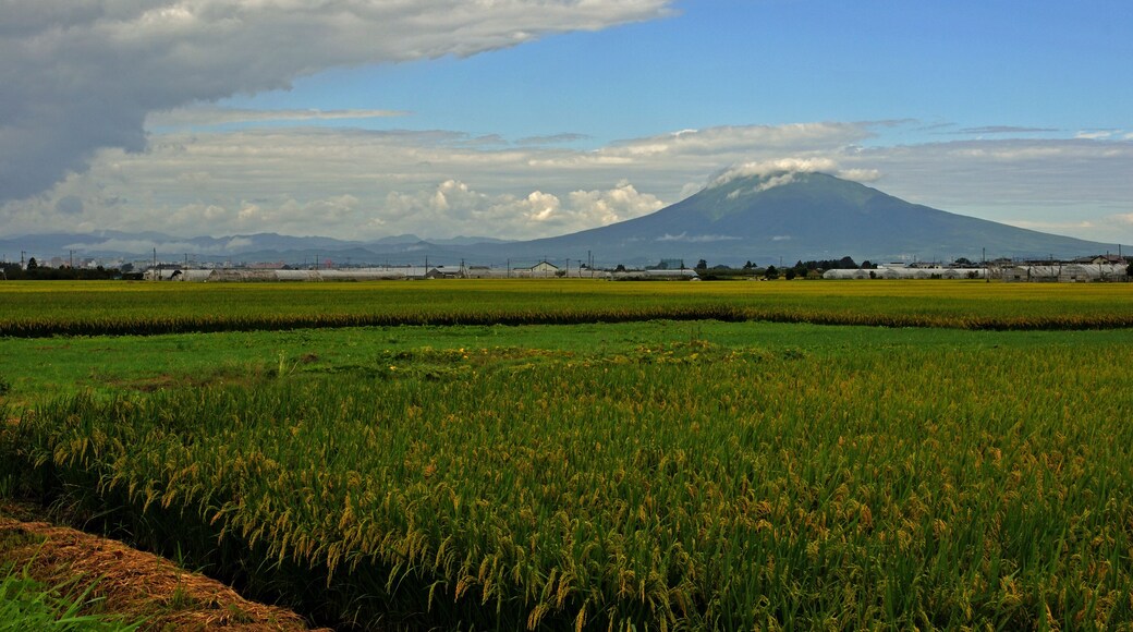 平川散歩・稲穂と岩木山