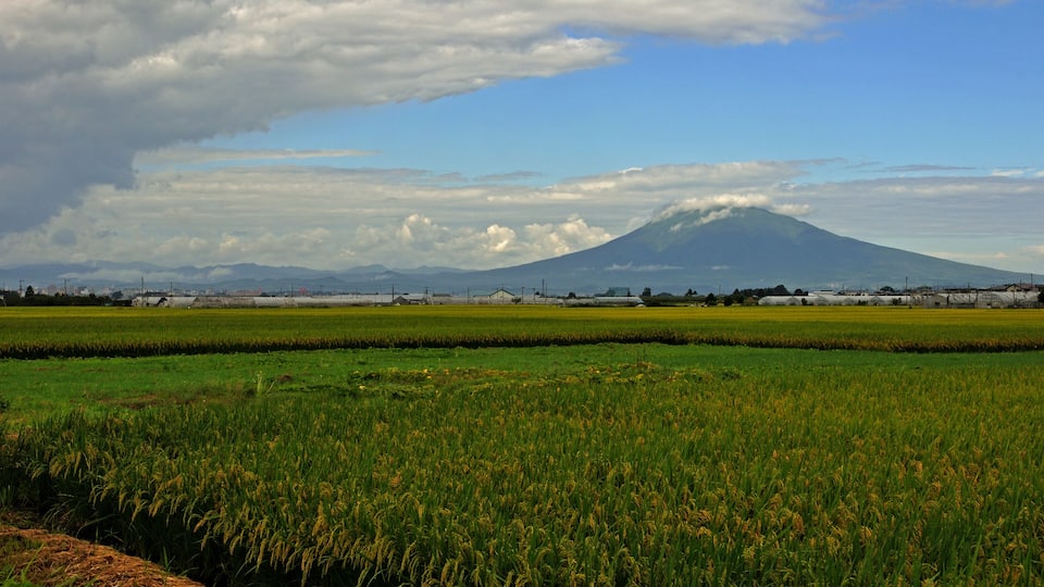 平川散歩・稲穂と岩木山
