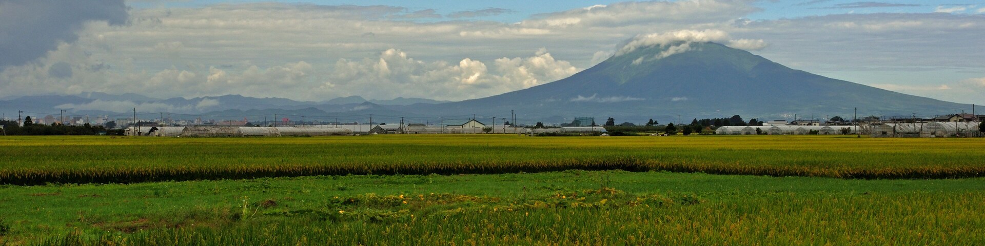 Campo de arroz com uma montanha ao fundo.