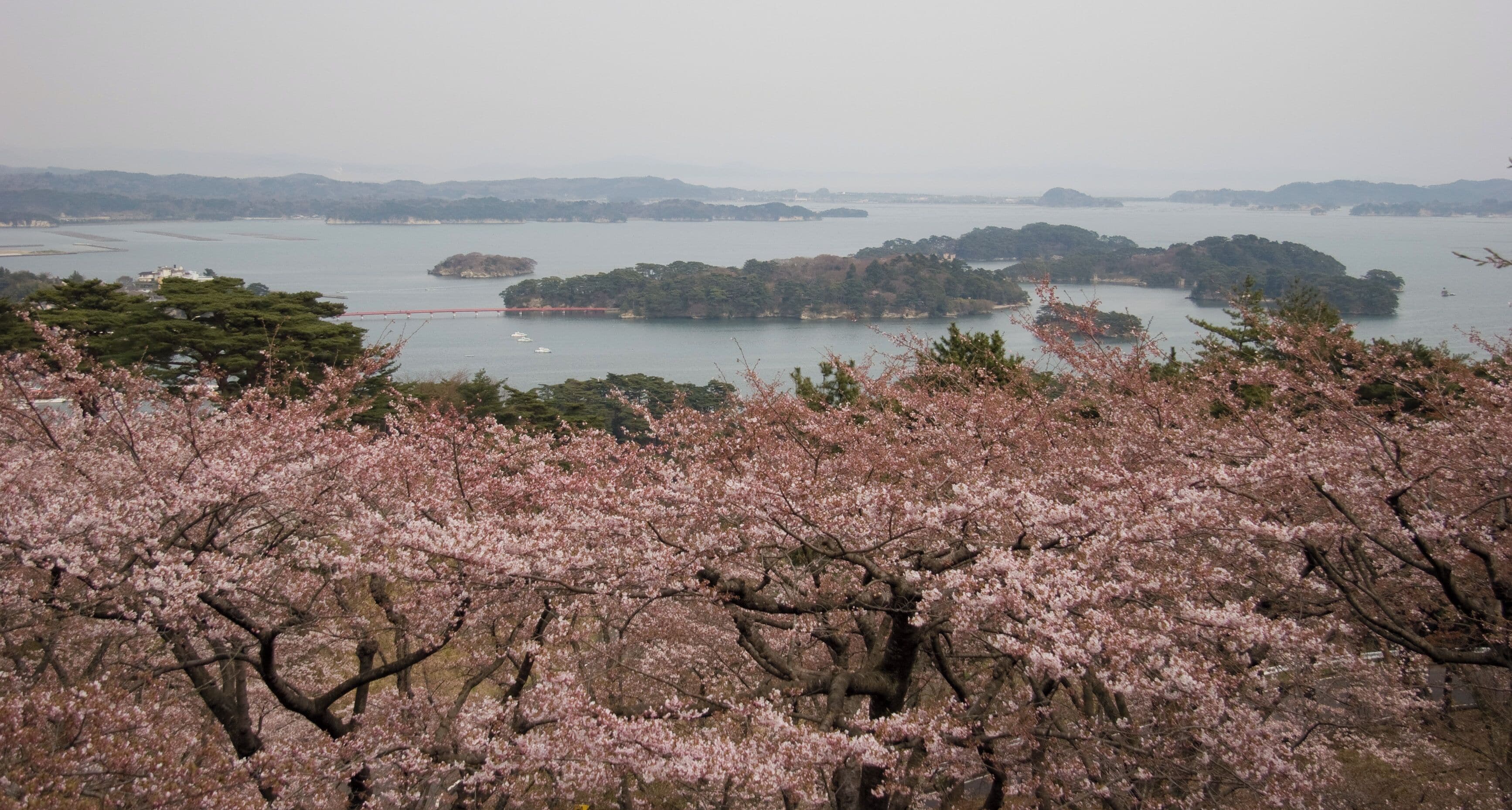A coastal landscape with cherry blossoms in the foreground and a bridge in the background.