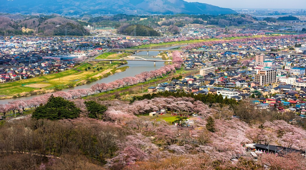 Top view of the city and the row of cherry trees along the shiroishi river ,funaoka sendai japan.