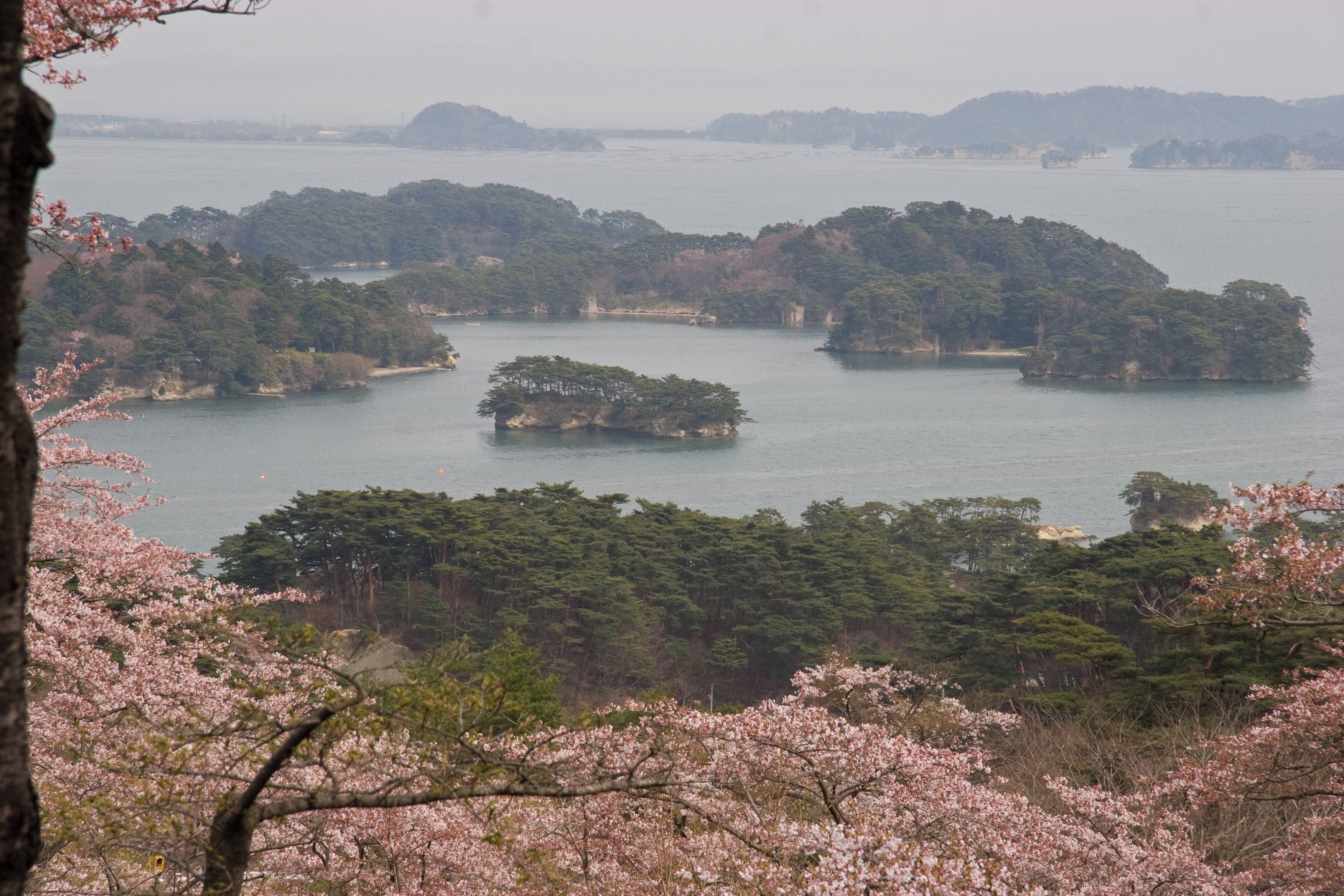 A coastal landscape with cherry blossoms, small islands, and a calm sea.