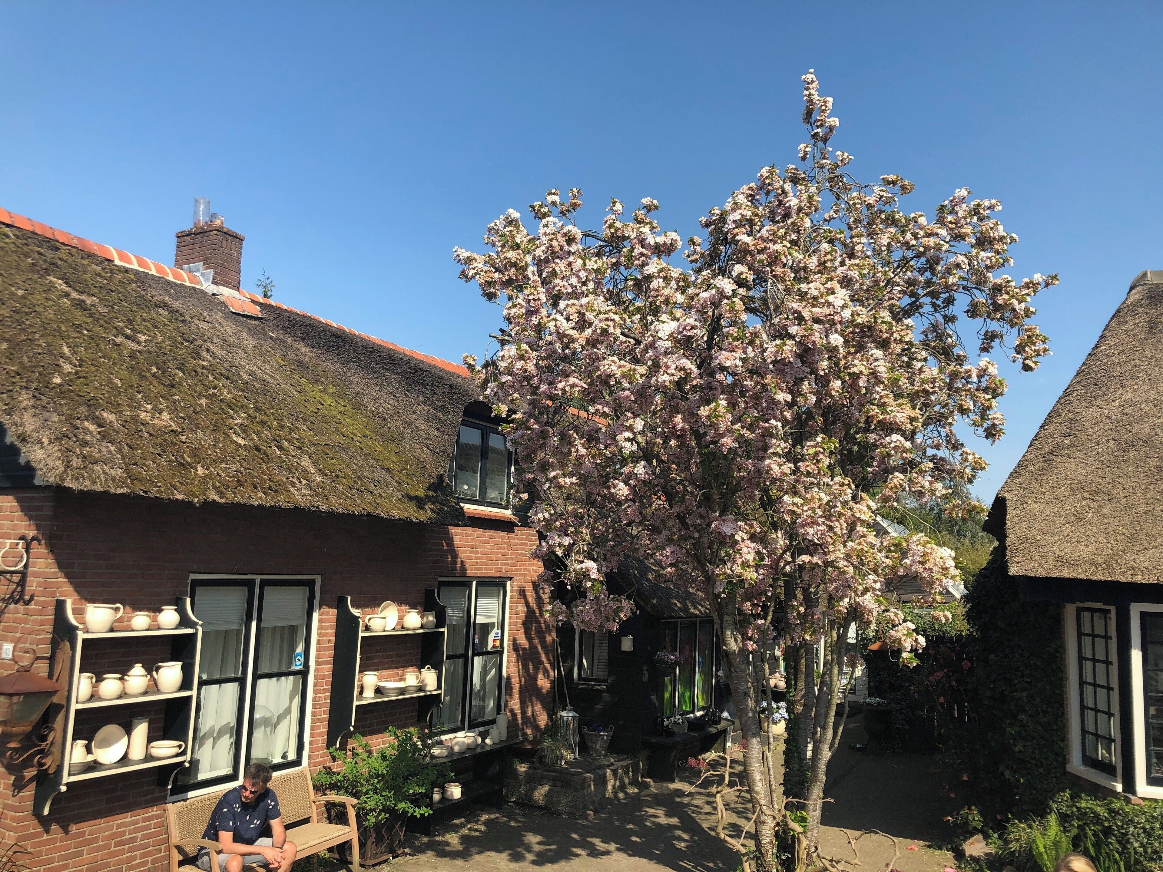 A traditional brick building with a thatched roof, a tree with pink blossoms, and a bench.