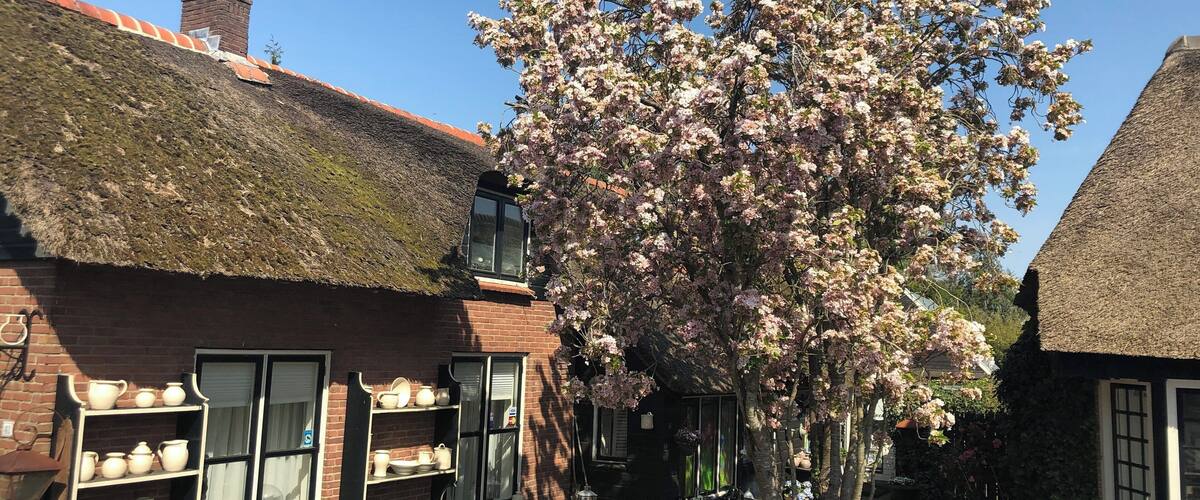 A traditional brick building with a thatched roof, a tree with pink blossoms, and a bench.