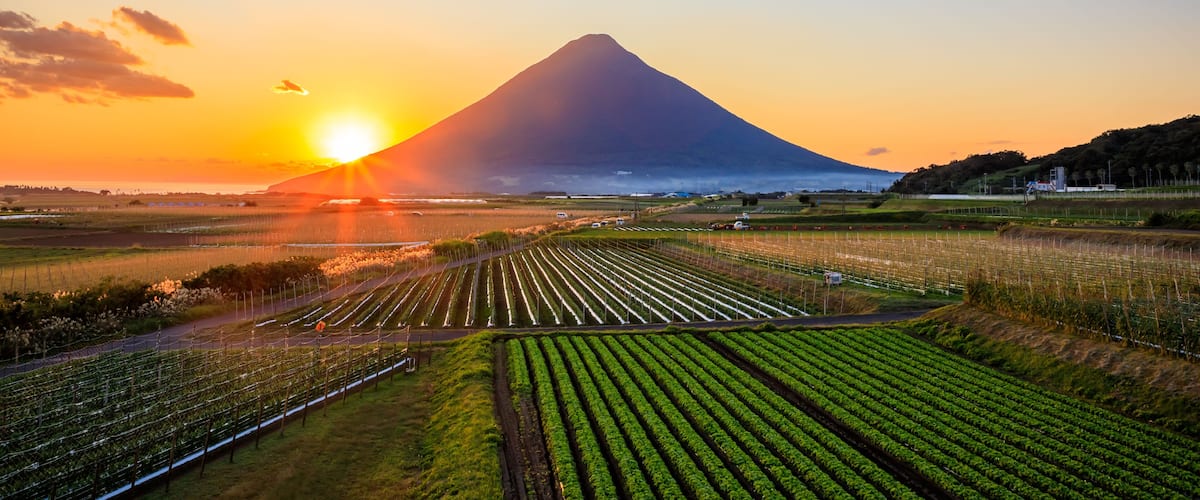 A vineyard at sunset with a mountain in the background.