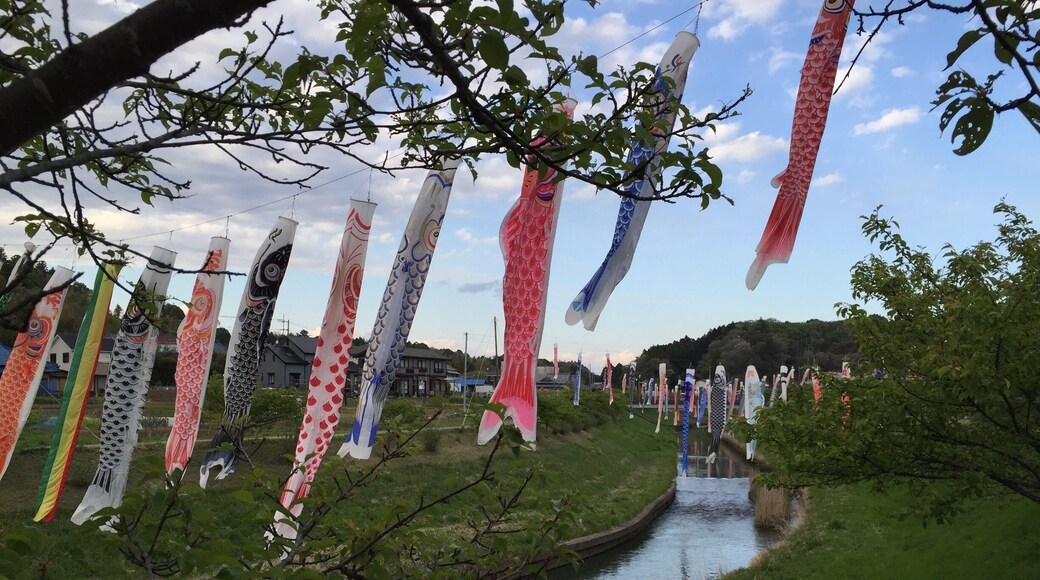 Flying koinobori, beautiful koi wind socks, in Ichihara in preparation for Boy's Day on May 5.
