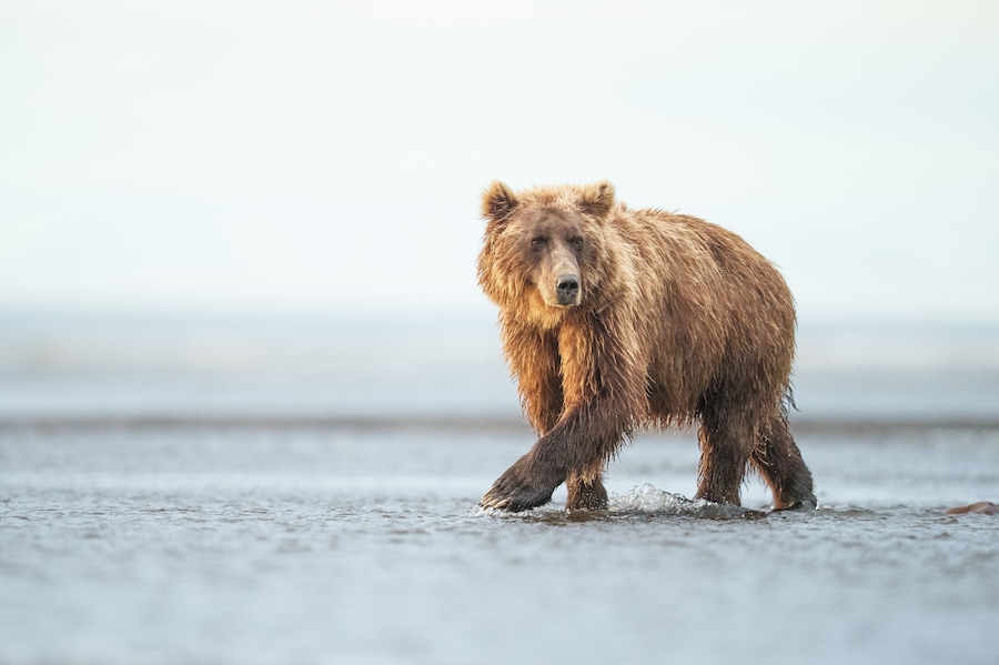 Brown Bear Walking in the Water of a Remote Wild Habitat