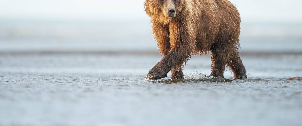 A bear walking on a beach.