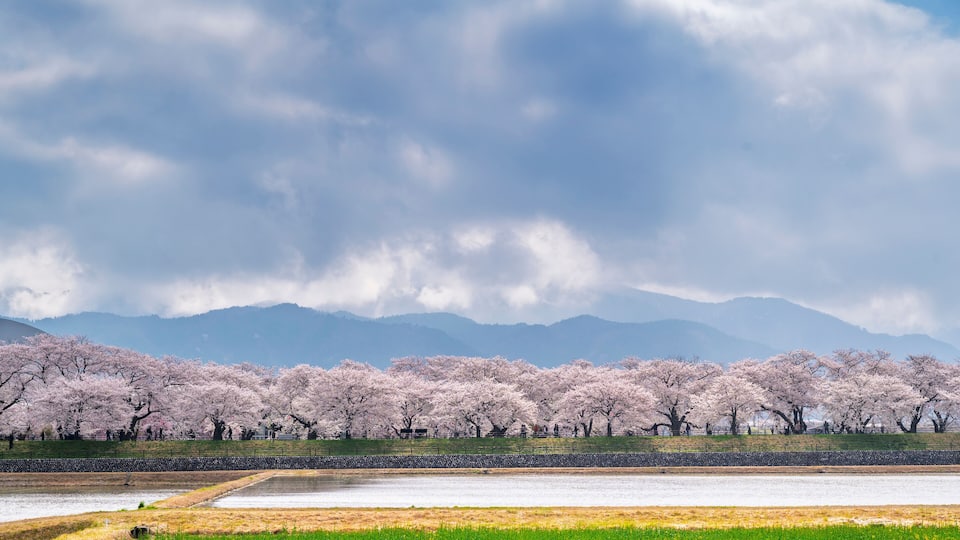 Japan Cherry blossom trees row along Funakawa River and Japanese Northern Alps backgreound in Asahi, Toyama, Japan.