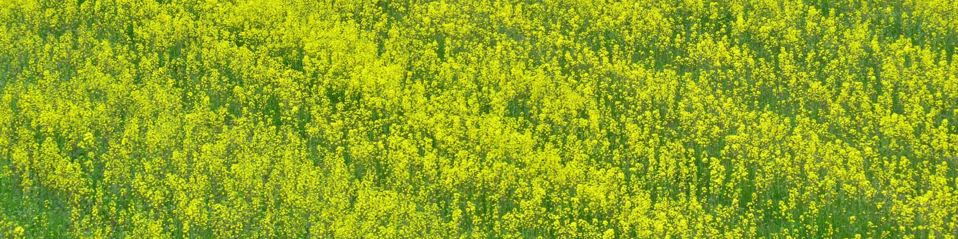 "Spring Quartet" by Arata Funakawa of Asahi Town, Toyama Prefecture, Japan, features four beautiful layers of cherry blossoms along the riverbank, rape blossoms in the fields, and tulips against the b