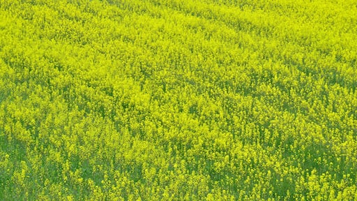 "Spring Quartet" by Arata Funakawa of Asahi Town, Toyama Prefecture, Japan, features four beautiful layers of cherry blossoms along the riverbank, rape blossoms in the fields, and tulips against the b