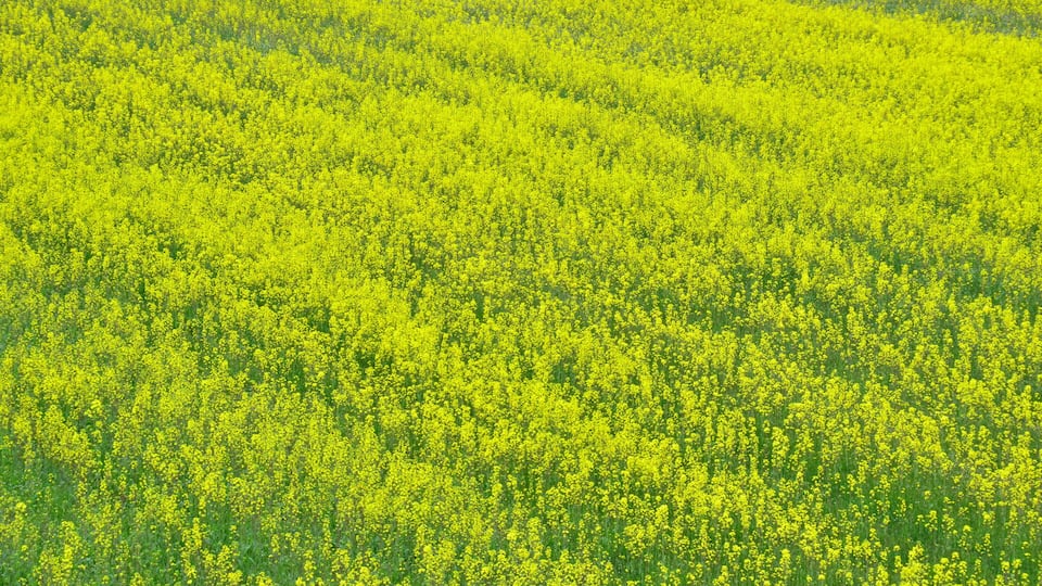 "Spring Quartet" by Arata Funakawa of Asahi Town, Toyama Prefecture, Japan, features four beautiful layers of cherry blossoms along the riverbank, rape blossoms in the fields, and tulips against the b