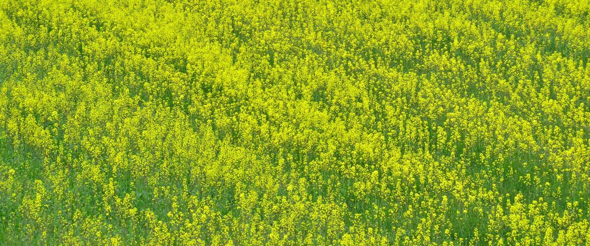 A field of yellow flowers.