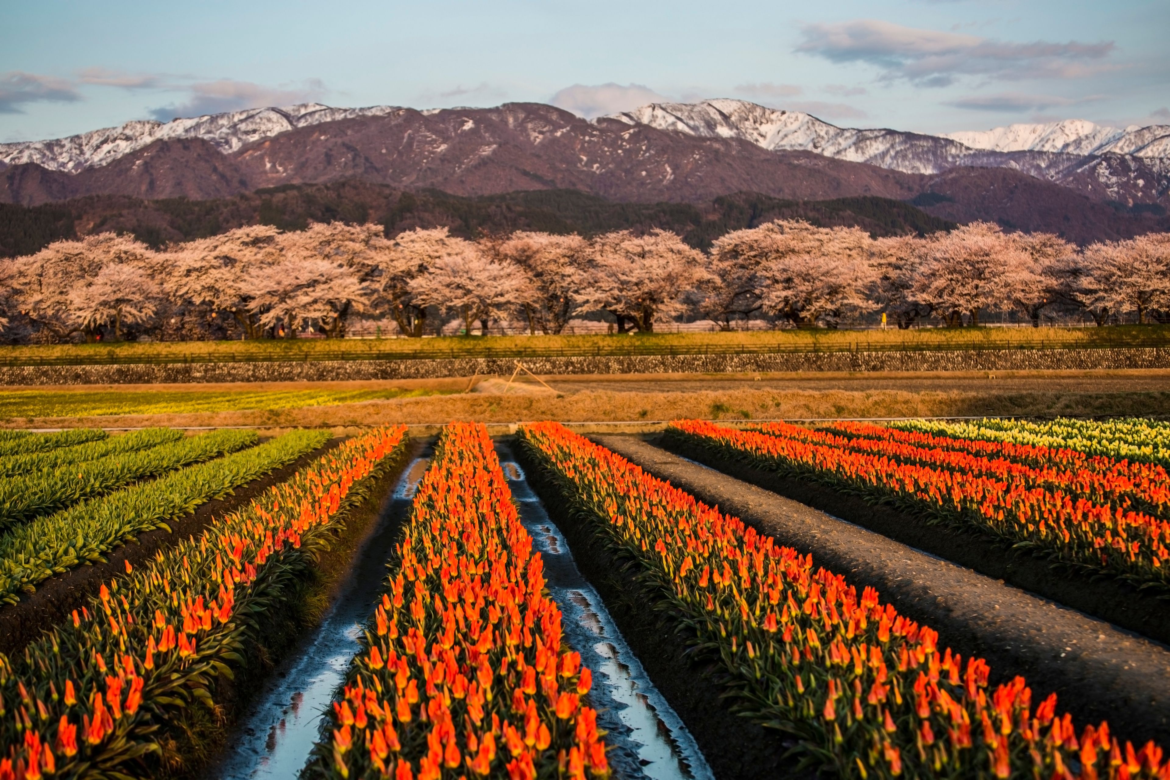 Cherry blossom festival in Asahi, Japan