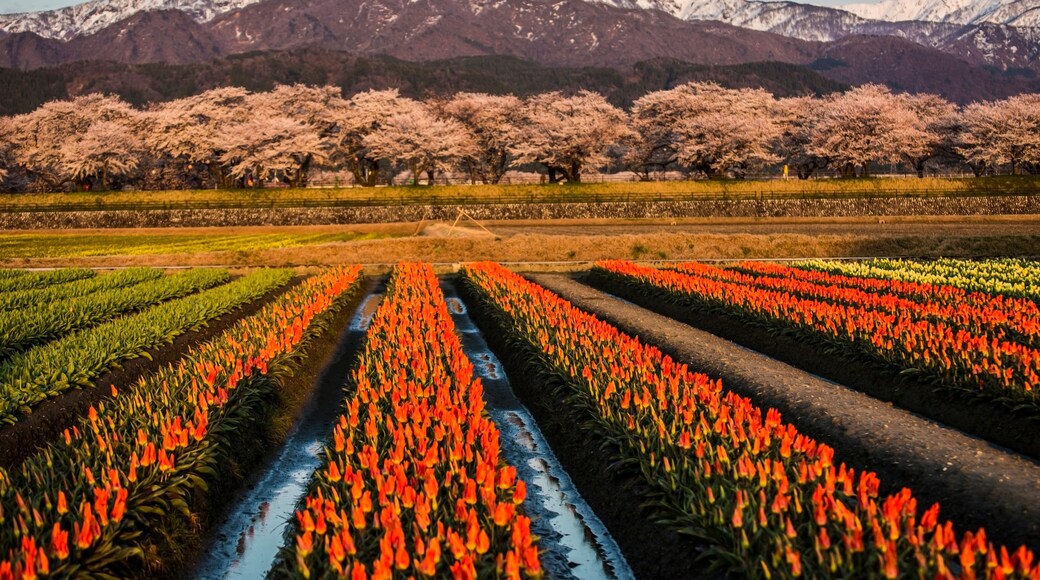 Cherry blossom festival in Asahi, Japan