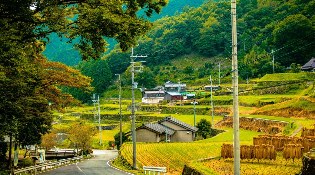 収穫・棚田の秋いさりがみ