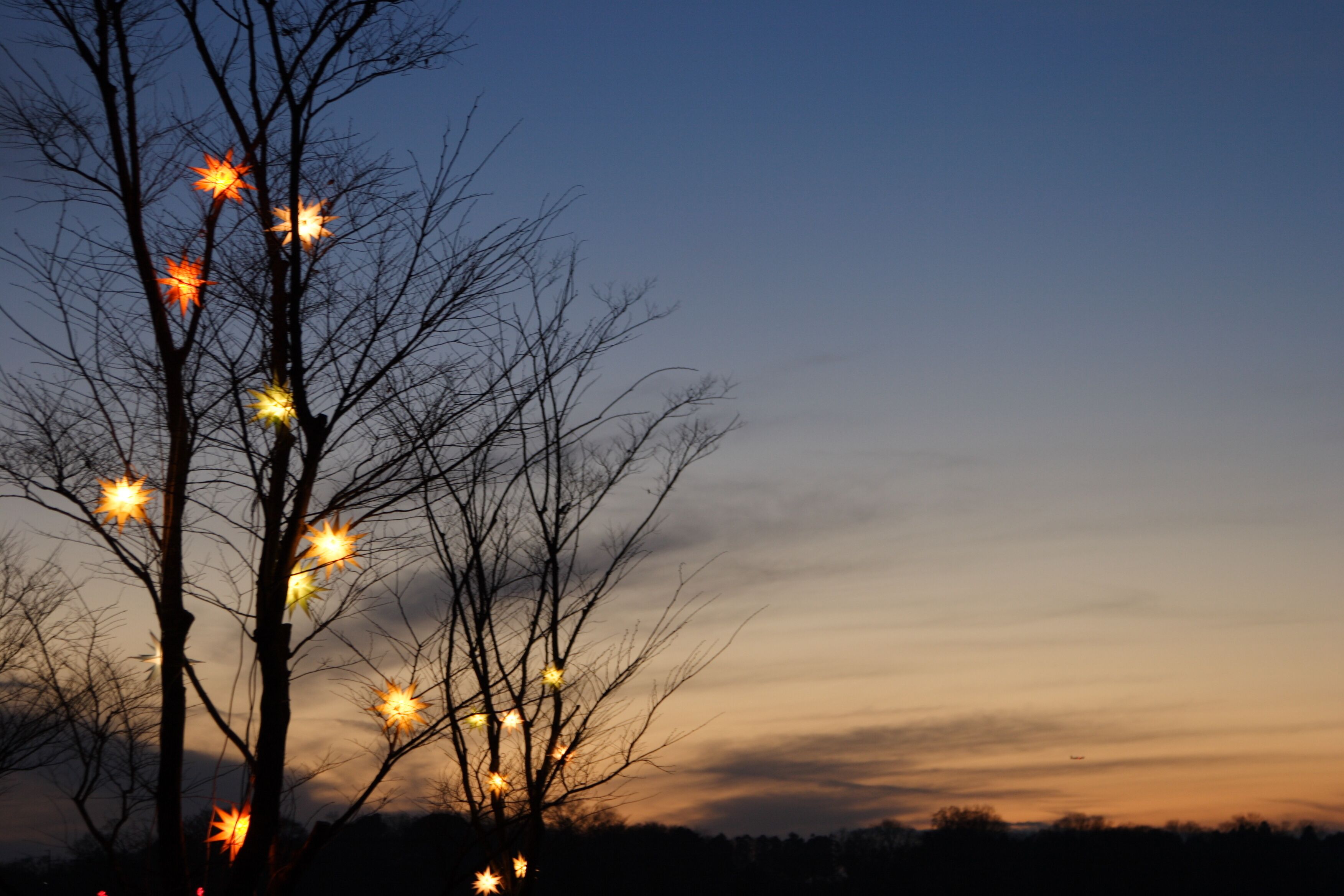 Illuminated tree branch in Christmas sunset, Chiba, Japan.