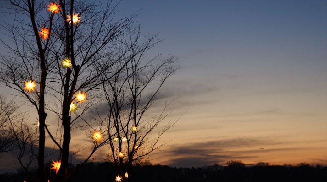 Illuminated tree branch in Christmas sunset, Chiba, Japan.