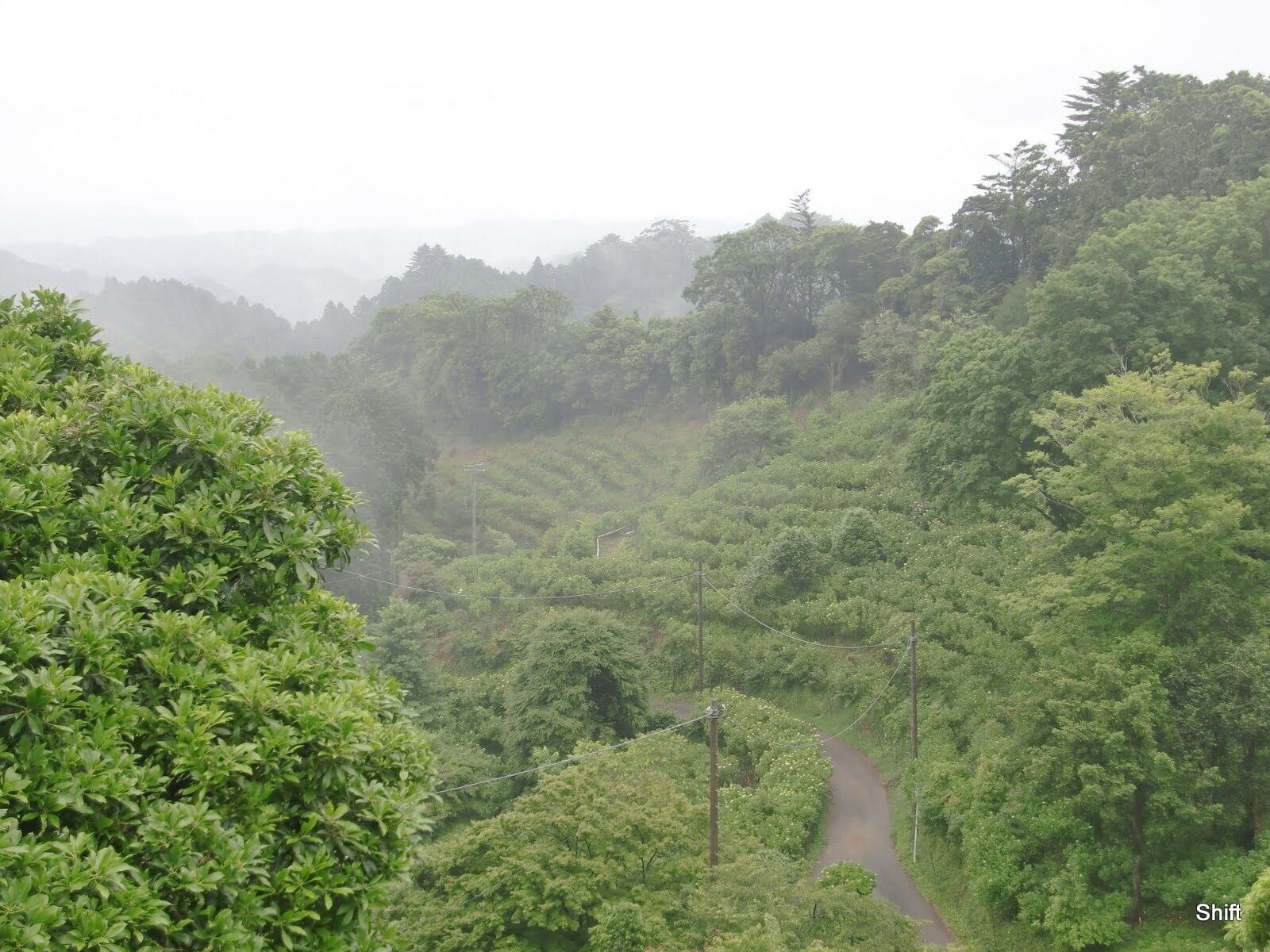 [千葉県] 麻綿原高原に来ました。ここら辺はアジサイの有名なところで、山一面がアジサイになっています。時期としては結構遅いところなので、6月20日はまだまだ青かったです。