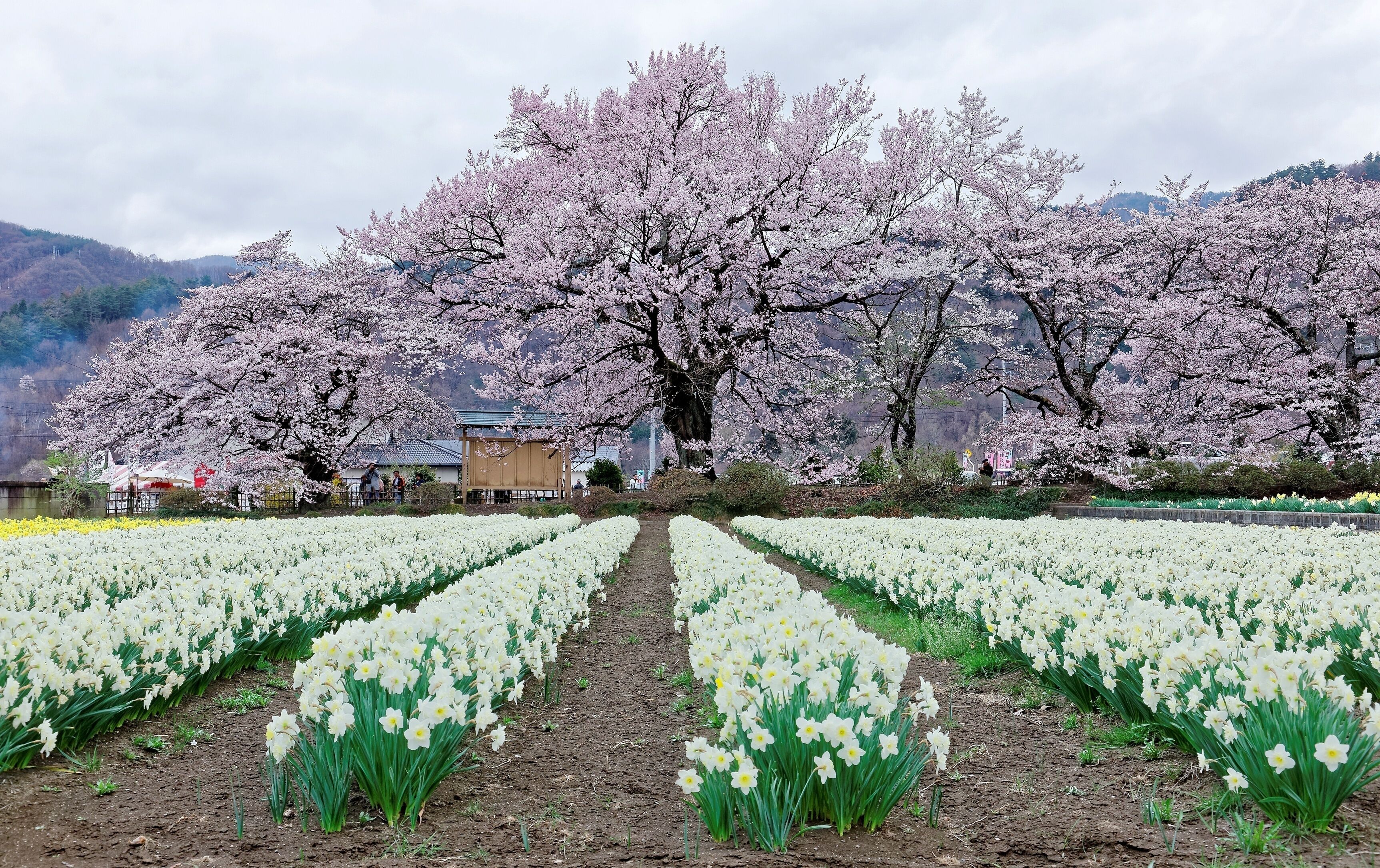 Perspective view of beautiful Sakura (Japanese cherry tree ) blossoms & a Daffodil field in the garden of Jissouji Temple in Hokuto, Yamanashi Japan ~ Idyllic scenery of Japanese countryside in spring