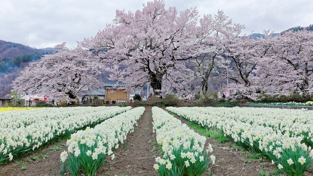 Perspective view of beautiful Sakura (Japanese cherry tree ) blossoms & a Daffodil field in the garden of Jissouji Temple in Hokuto, Yamanashi Japan ~ Idyllic scenery of Japanese countryside in spring
