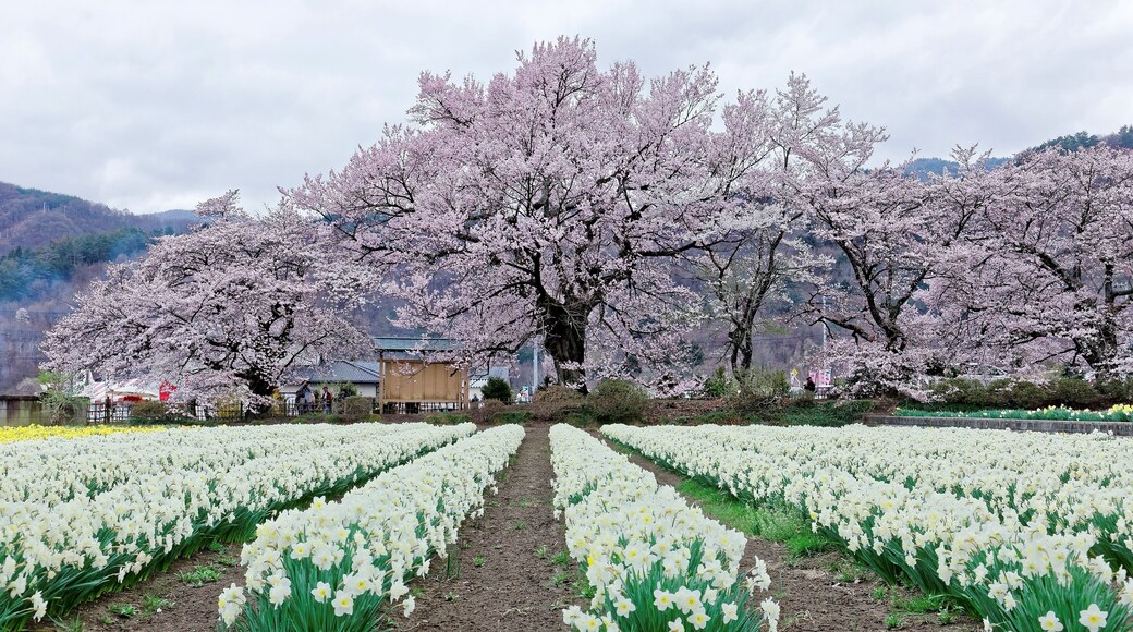 Perspective view of beautiful Sakura (Japanese cherry tree ) blossoms & a Daffodil field in the garden of Jissouji Temple in Hokuto, Yamanashi Japan ~ Idyllic scenery of Japanese countryside in spring