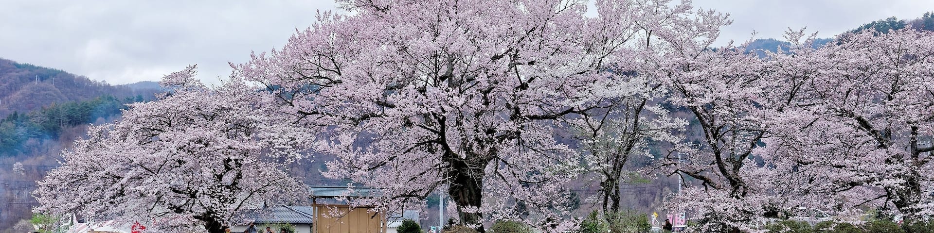 Perspective view of beautiful Sakura (Japanese cherry tree ) blossoms & a Daffodil field in the garden of Jissouji Temple in Hokuto, Yamanashi Japan ~ Idyllic scenery of Japanese countryside in spring
