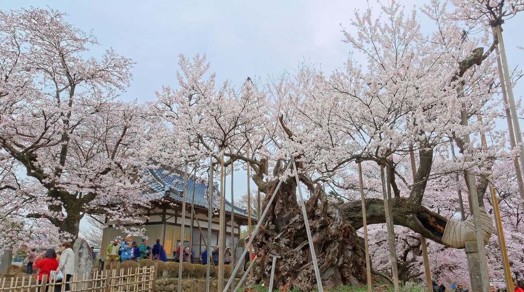 The 2000-year-old giant Jindai Sakura tree with the branches supported by wooden posts in the garden of Jissouji Temple in Hokuto, Yamanashi, Japan ~ Spring scenery of amazing Japanese cherry blossoms