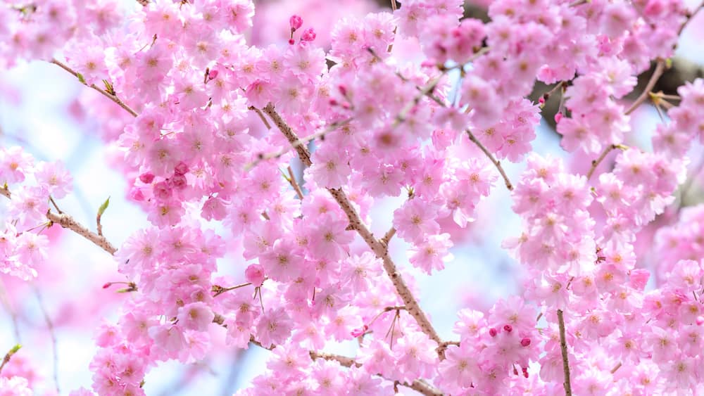 A close-up of pink cherry blossoms.