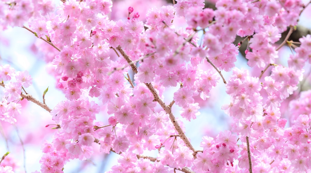 村の観光名所・枝垂れ桜「クローズアップ撮影」
Village tourist attraction, weeping cherry tree "close-up photography"
日本2022年(4月)撮影
Taken in Japan 2022 (April)
九州・熊本県阿蘇郡西原村
Nishihara Village, Aso District, Kyushu Prefecture