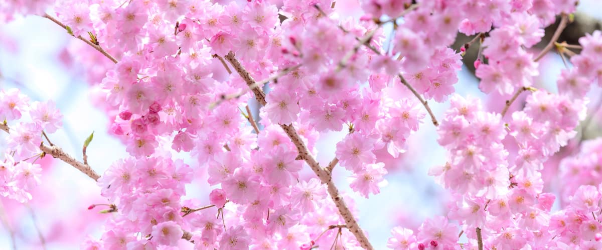 A close-up of pink cherry blossoms.