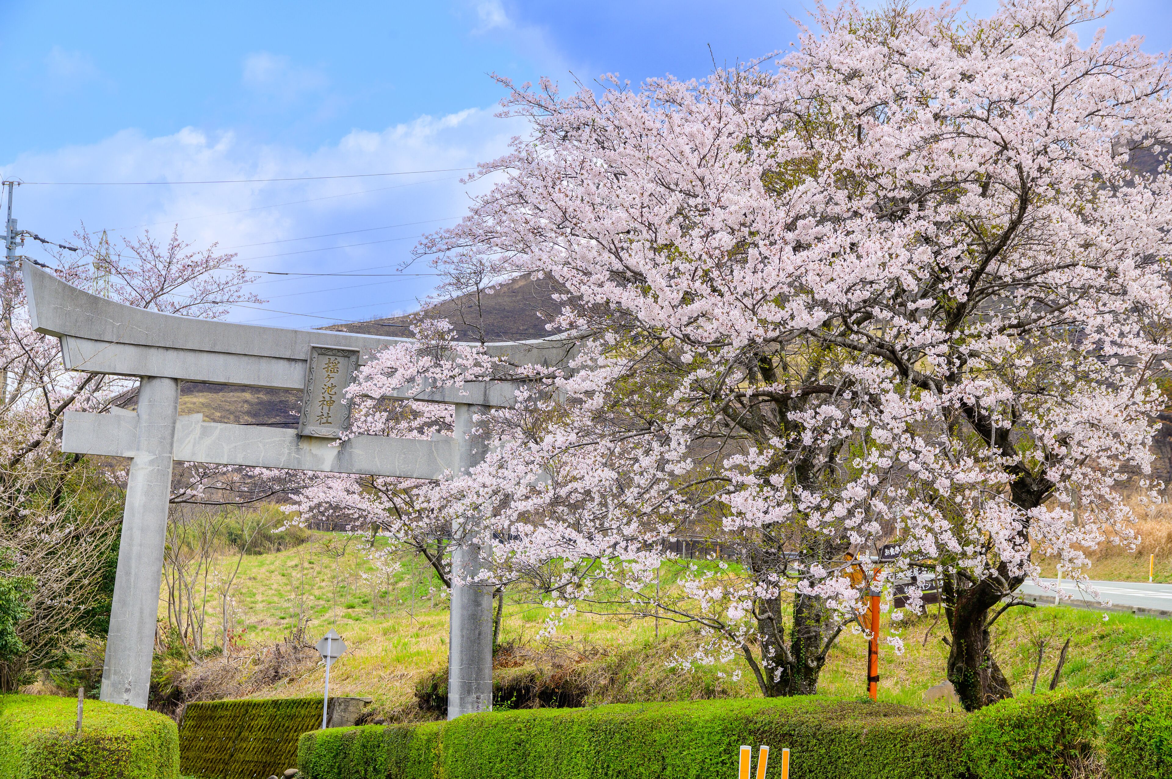 桜の木と鳥居
Cherry tree and torii
日本2021年春撮影
Photographed in spring 2021 in Japan
(九州・熊本県阿蘇郡西原村)俵山・萌の里
(Kyushu, Nishihara Village, Aso District, Kumamoto Prefecture) Tawarayama Village, Moe no Sato