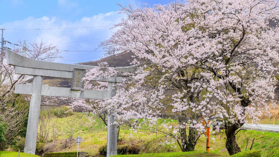 A cherry blossom tree in full bloom, a traditional Japanese torii gate, and a mountainous backdrop.