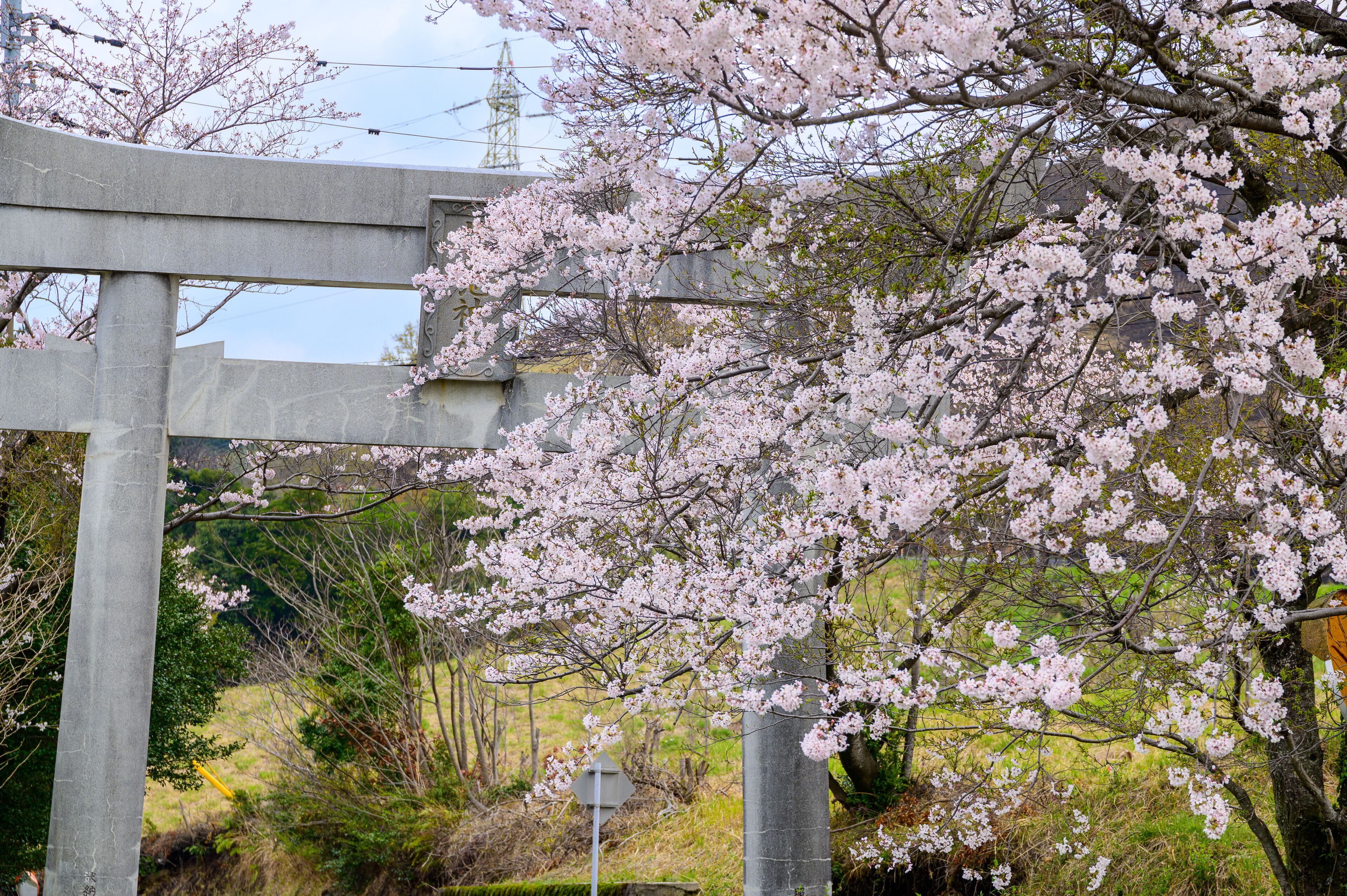 桜の木と鳥居
Cherry tree and torii
日本2021年春撮影
Photographed in spring 2021 in Japan
(九州・熊本県阿蘇郡西原村)俵山・萌の里
(Kyushu, Nishihara Village, Aso District, Kumamoto Prefecture) Tawarayama Village, Moe no Sato