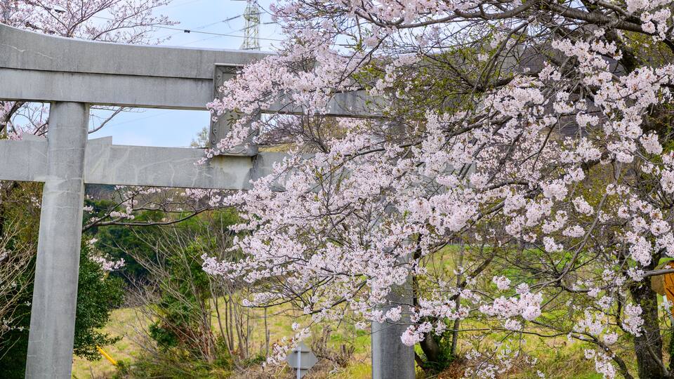 A cherry blossom tree in full bloom, a stone torii gate, and a grassy field with a utility pole in the background.