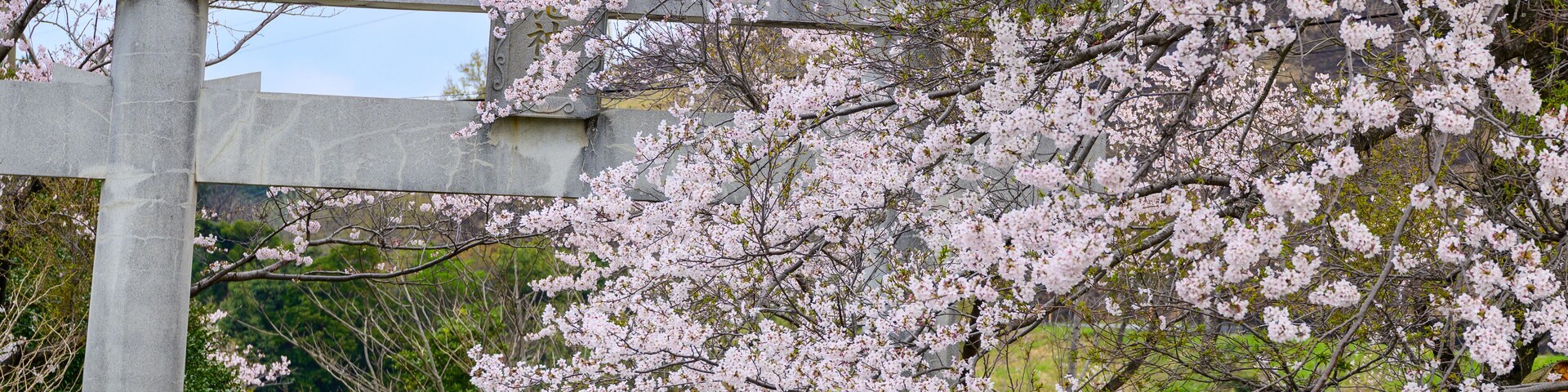 Un cerezo en flor, un torii de piedra y un campo de hierba con un poste de servicios públicos al fondo.