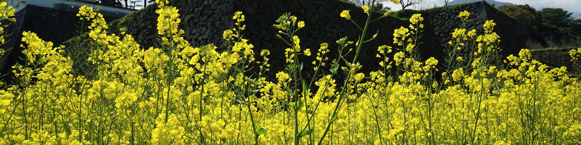 Shimabara Castle in Shimabara, Nagasaki prefecture, Japan.