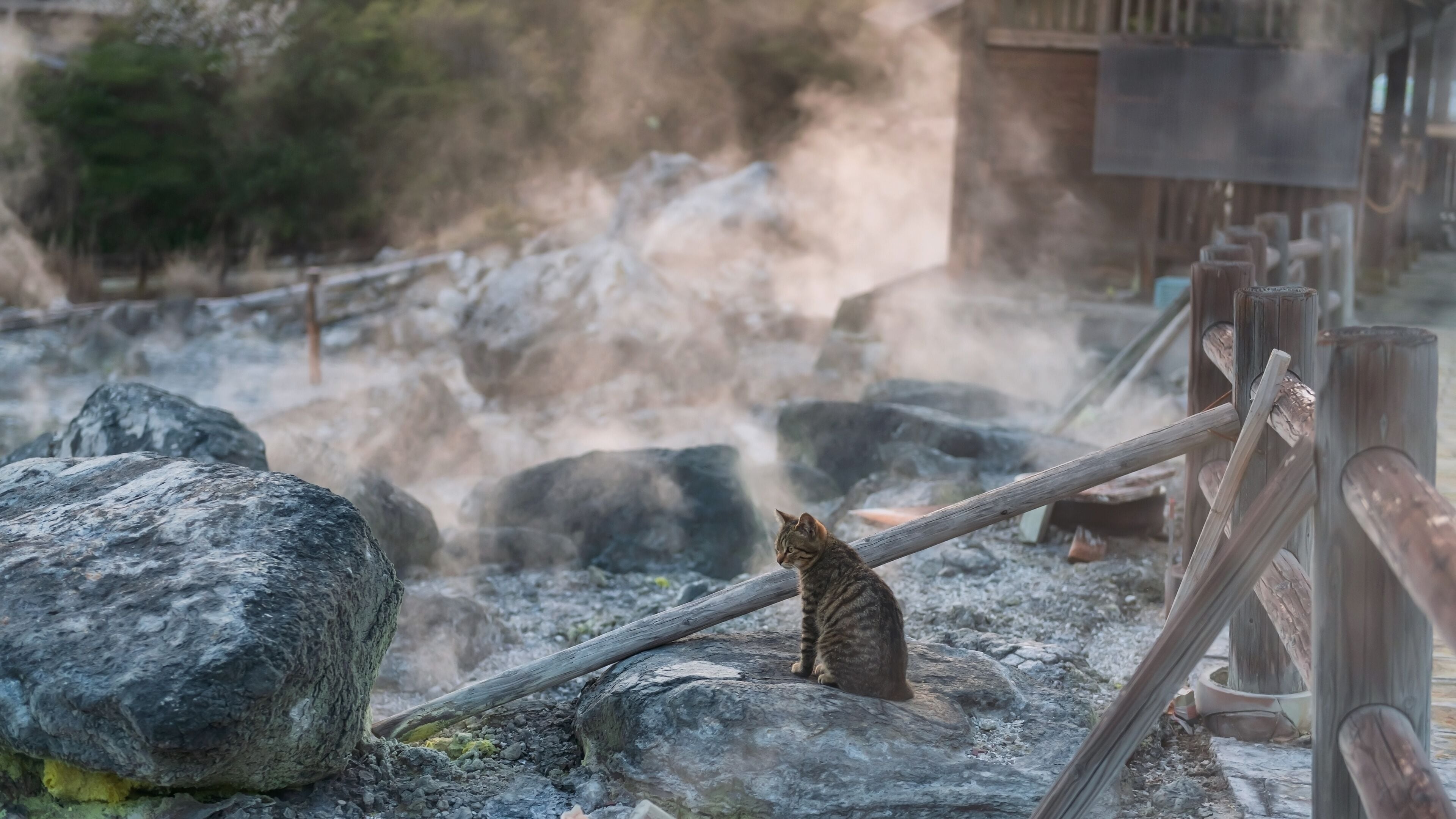 tabby kitten on rock of mount Unzen Hell valley at sunset, Nagasaki