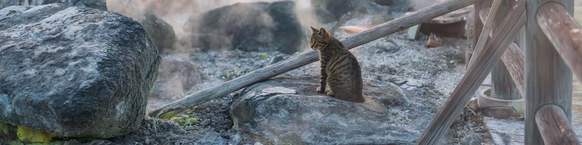 tabby kitten on rock of mount Unzen Hell valley at sunset, Nagasaki