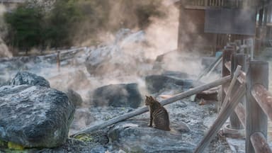 tabby kitten on rock of mount Unzen Hell valley at sunset, Nagasaki