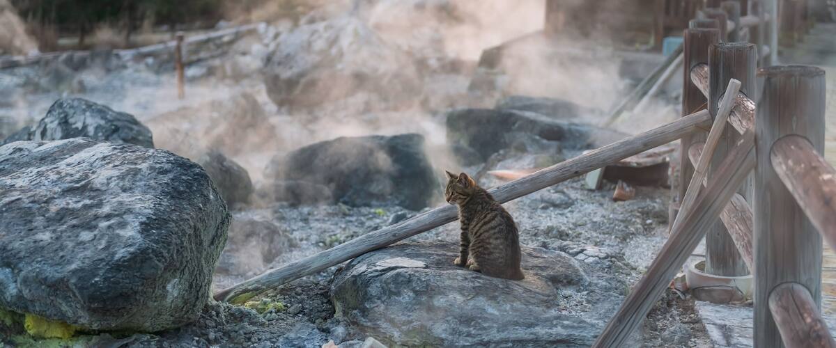 A cat on a rock near a wooden fence in a rocky outdoor area.