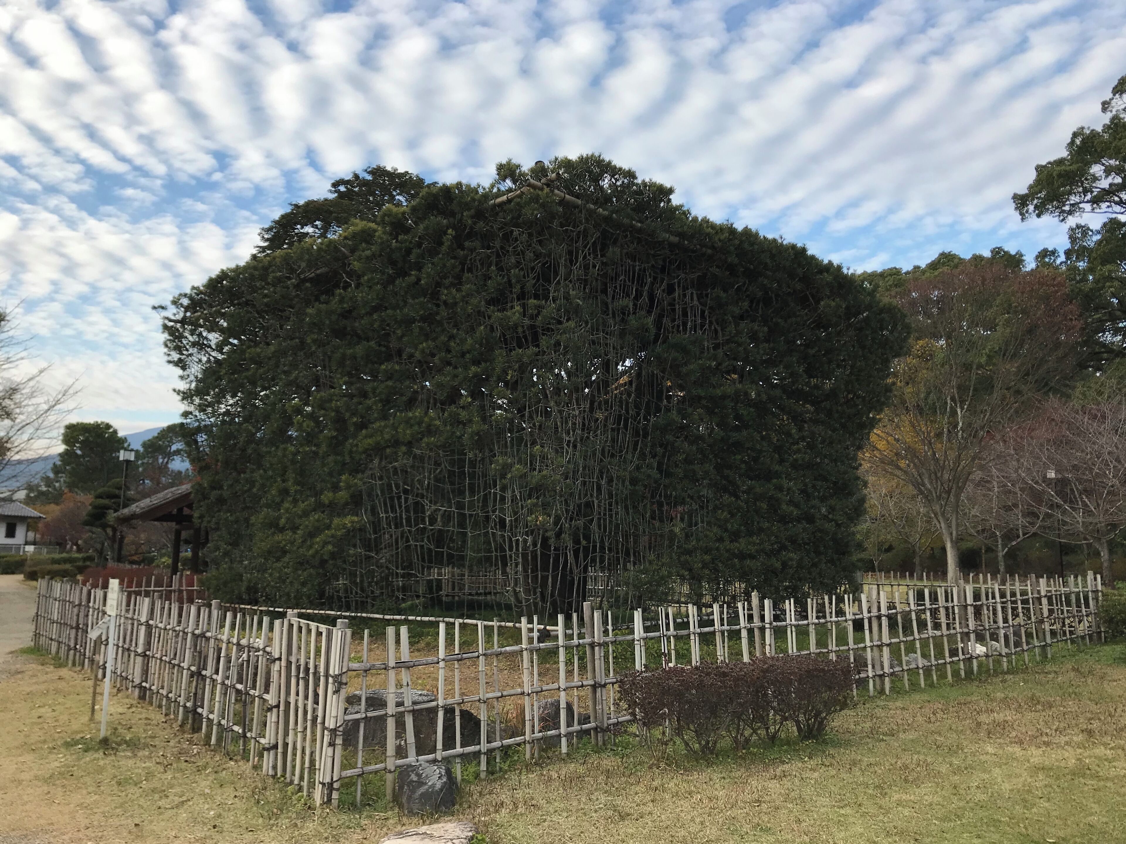 小城公園の大角槙