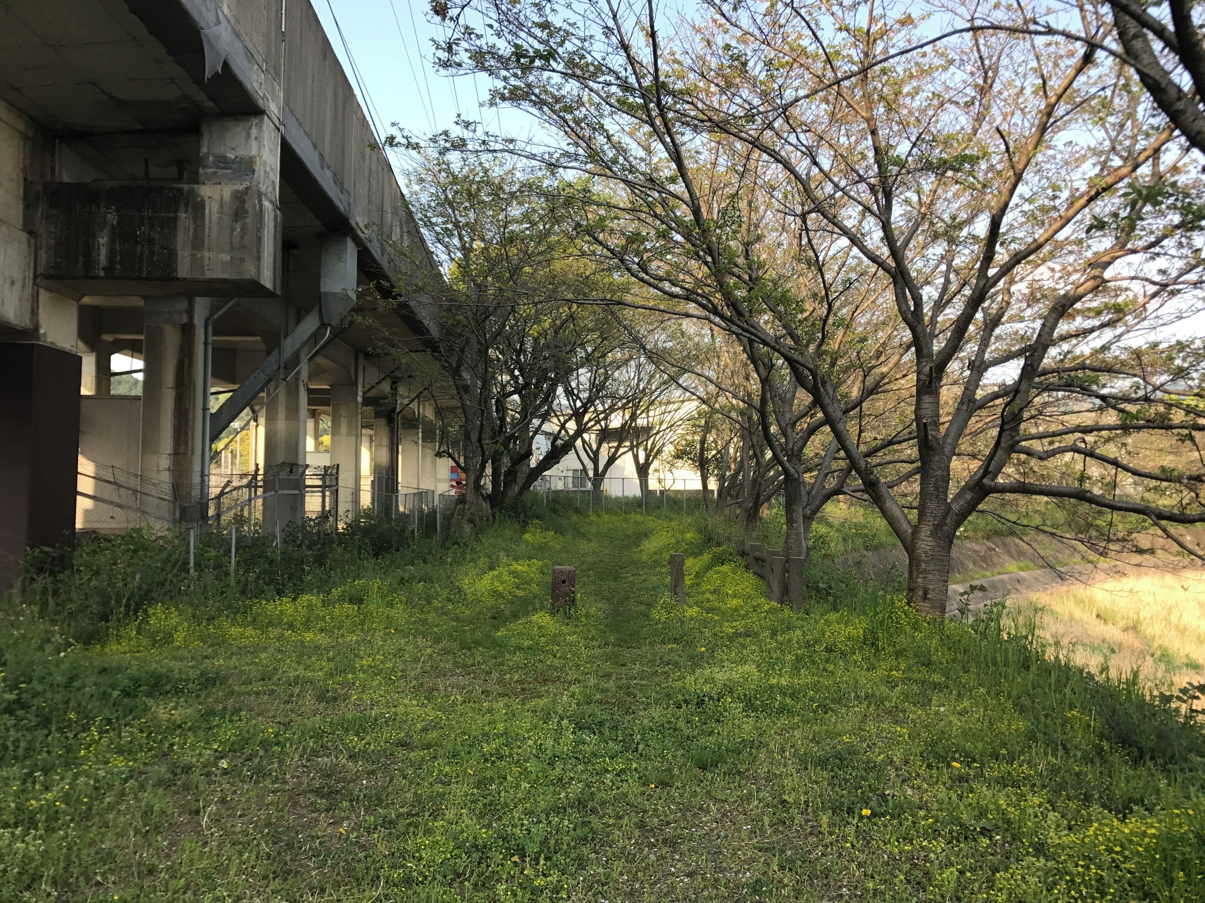 猪野川河畔のサクラ