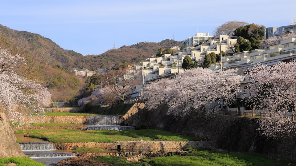 Cherry blossom at Ashiya river in Japan