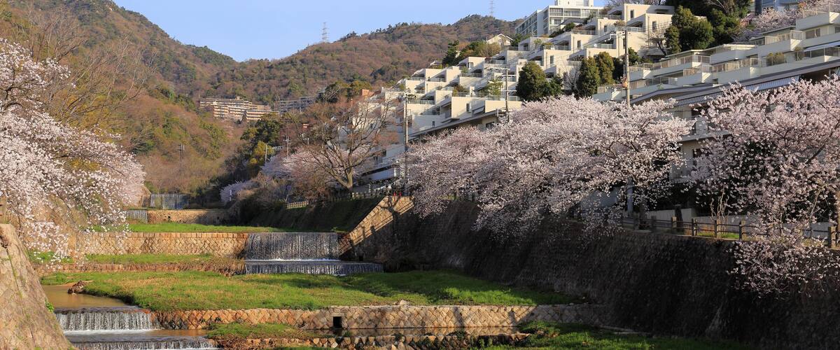 A hillside with buildings, a stream, and cherry blossoms.