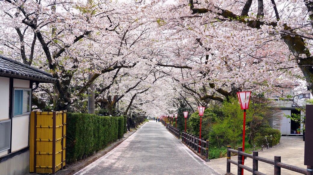 The road and cherry blossom trees are beautifully blooming in Dake onsen, a famous onsen resort in Japan.