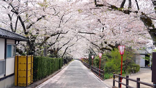 The road and cherry blossom trees are beautifully blooming in Dake onsen, a famous onsen resort in Japan.
